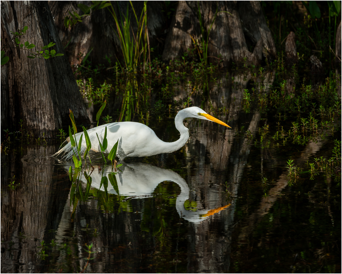 Sullivan Christopher Big Cypress Preserve Egret Stalking Nature   Ornithological   Class A 20251022